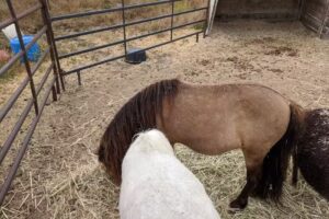 Madonna Inn Trail Rides
