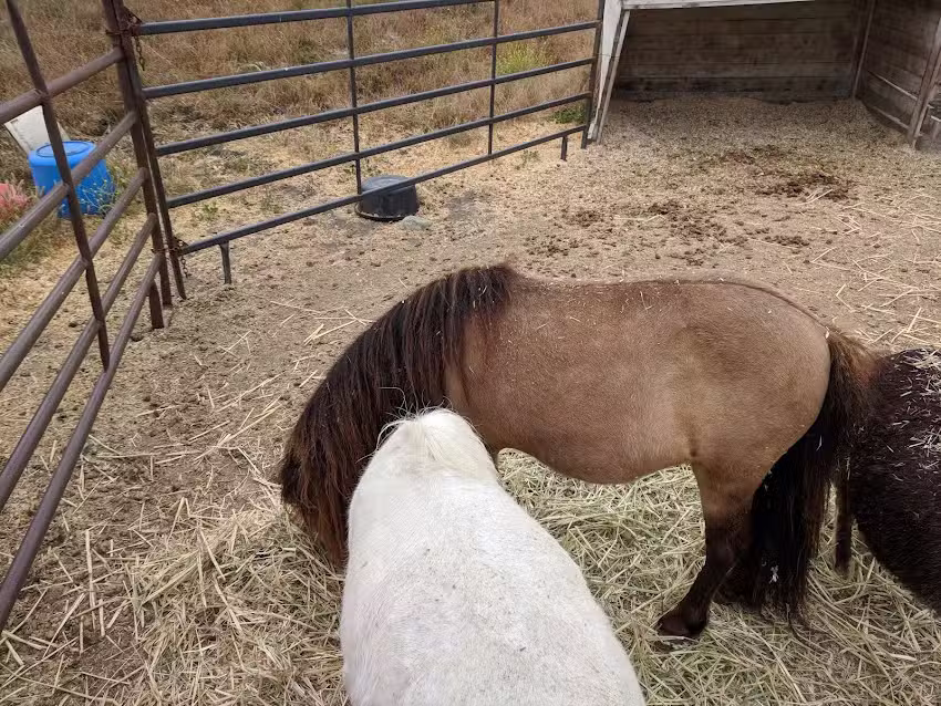Madonna Inn Trail Rides
