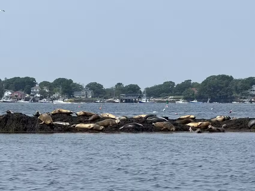 Maine Coastal Adventures