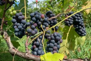 Maine Vineyard Management