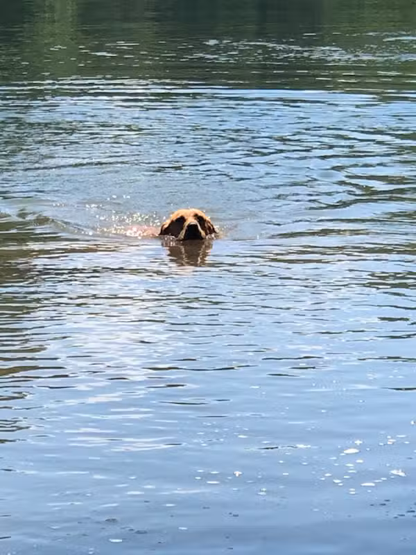 Majestic Views Floats