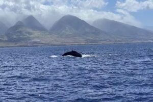 Makai Adventures – Maui Whale Watching, Dolphins, Lanai Snorkeling, Bottom Fishing