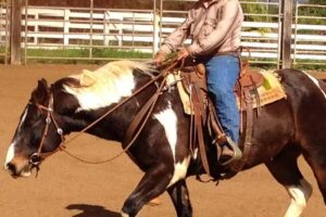 Makani Olu Ranch – Central Maui’s Horseback riding experience