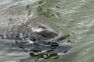 Manatee Center