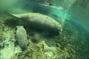 Manatee Tour and Dive