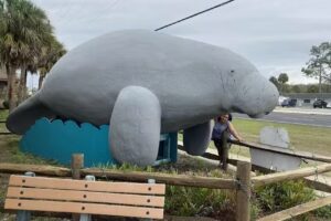 Manatee Tours and More