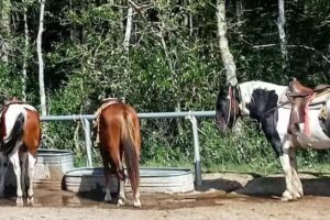 Many Glacier Horse Stable