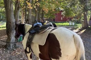 Maple Hedge Farms – Guided Trail and Carriage Rides