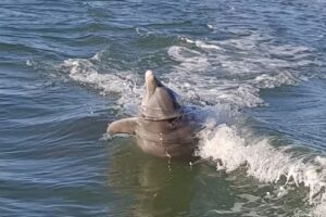 Marco Island Boat Tours