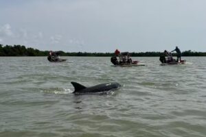 Marco Island Eco Tours