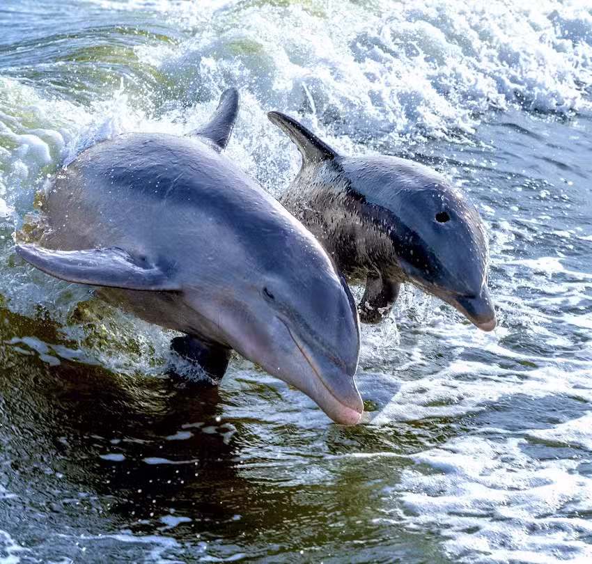 Marco Island Excursions