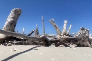 Marco Island Shelling