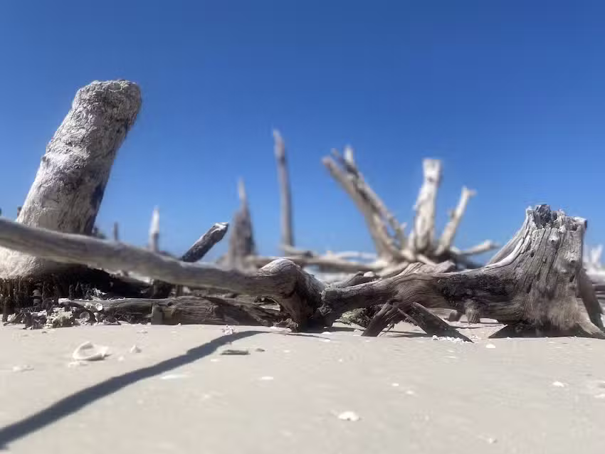 Marco Island Shelling