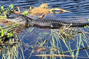 Marsh Beast Airboat Tours