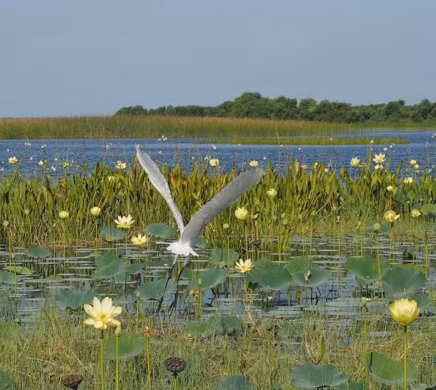 Marsh Landing Adventures / Orlando Airboat Tours