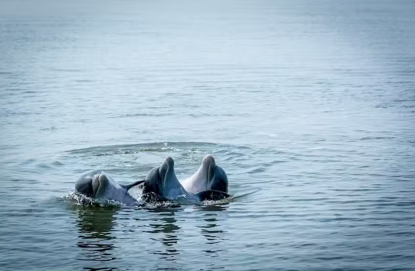 Marshwinds Dolphin Tours