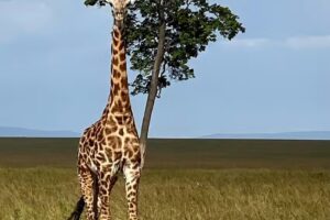 Martha Good Luxury Travel