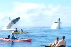 Maui Adventure Tours Kayak Company