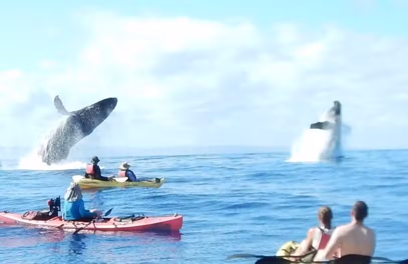 Maui Adventure Tours Kayak Company
