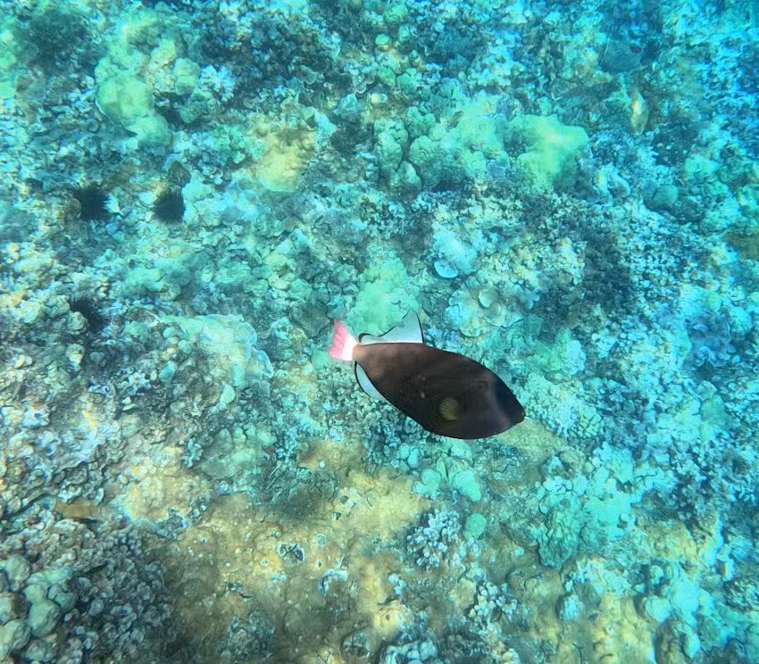 Maui Snorkeling