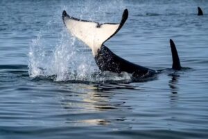 Maya’s Legacy Whale Watching