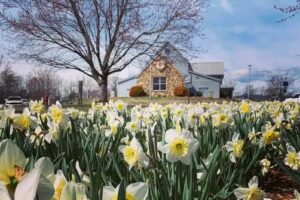 McDowell Chamber of Commerce