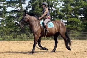 Melbourne Equestrian