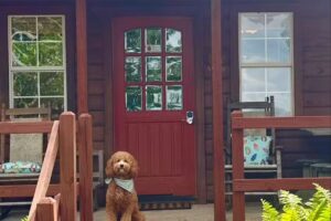 Mena Mountaintop Cabins