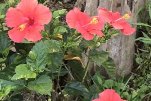 Mermaid Lounge @ Smugglers Cove