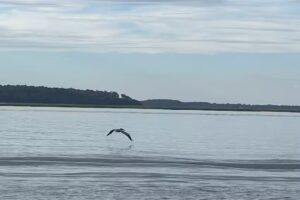 Mermaid of Hilton Head Boat Tours