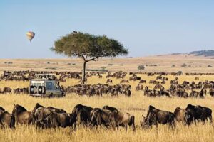 Micato Safaris-Luxury African Safaris