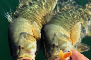 Michigan Fly Fishing Guides