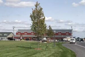 Millers Buggy Line Company