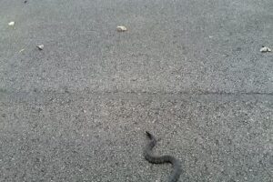 Mingo National Wildlife Refuge Visitor Center