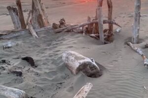 Moby’s Beachhouse Pacific Beach, WA