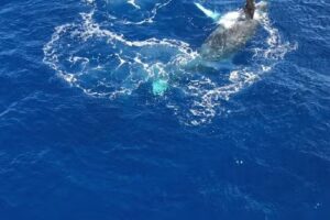 Molokai Fish and Dive