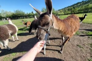 Montana Llama Guides