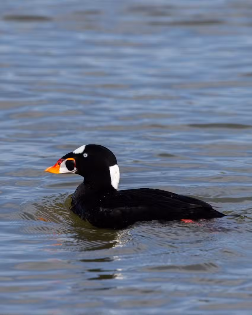 Monterey Bay Eco Tours – Elkhorn Slough Eco Nature Tour
