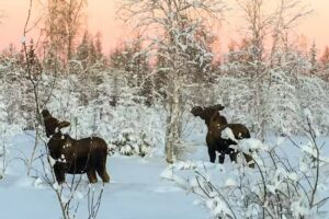 Moose Cab & Tours