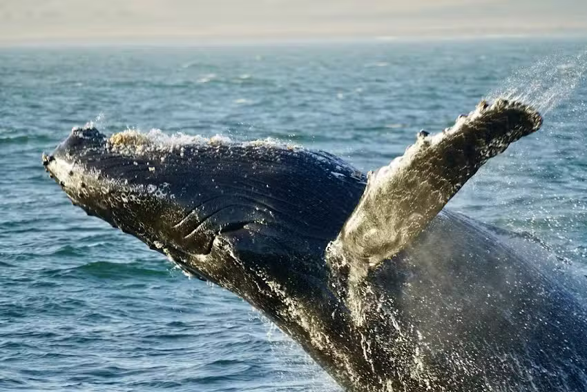 Morro Bay Whale Watching