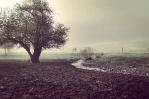 Mountain Creek Farm, LLC