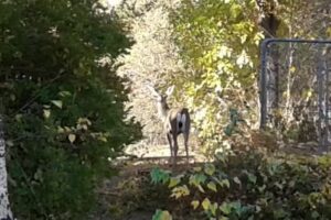 Mountain View Playhouse