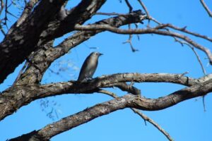 Muleshoe National Wildlife Refuge Admin Building And Visitor Contact Station