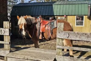Nation Road Horse Rental, LLC