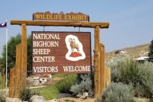 National Bighorn Sheep Center