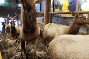 National Elk Refuge Sleigh Rides