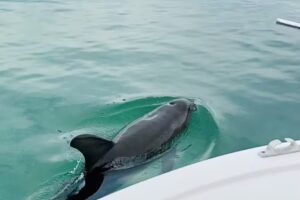 Native Charter Company