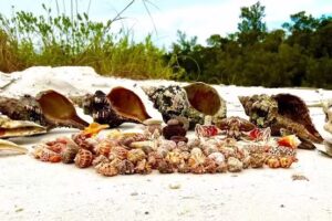 Nautical Life Shelling Tours