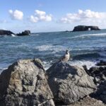 Nava California Travel