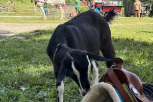 NC Clear Creek Adventures